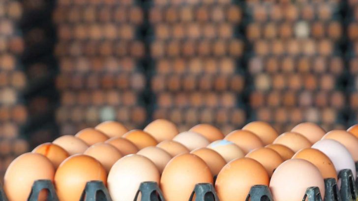 دولت واردات تخم مرغ را متوقف کند