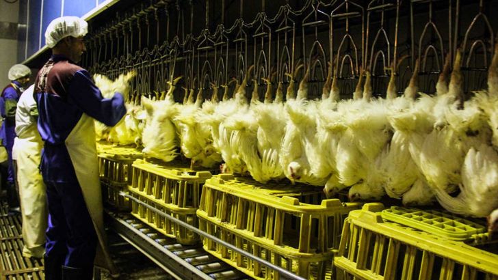 افزایش تولید؛ چاره کاهش قیمت مرغ