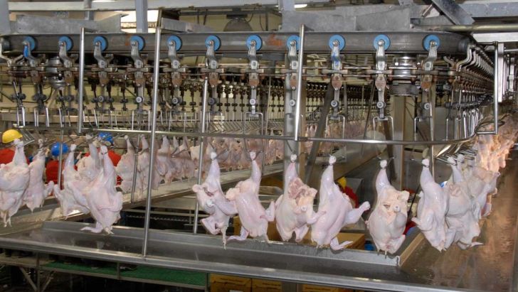پشت بارنامه‌ای و دلالی از علل اصلی افزایش قیمت مرغ