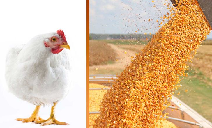 افزایش قیمت نهاده‌ها، تولیدکنندگان مرغ مازندران را نگران کرد