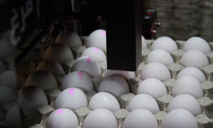 تنها راه حل کنترل قیمت تخم مرغ چیست؟
