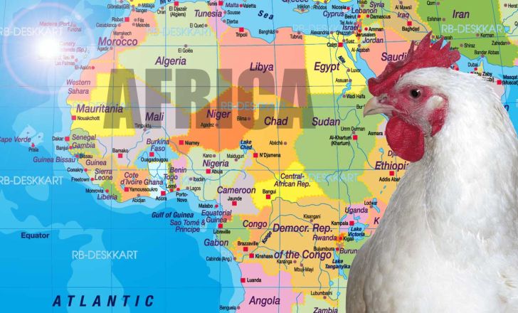 آفریقا به جهان گوشت می پیوندد، آماده اید؟