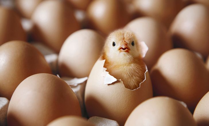 کاهش ۶۶ درصدی صادرات تخم‌مرغ نطفه‌دار گوشتی در سال گذشته
