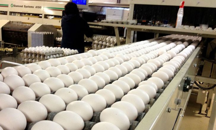 تولید 25 هزار تن تخم مرغ در گلستان