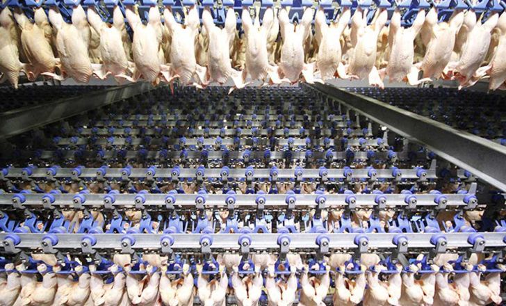 افزایش جزئی قیمت مرغ در هفته جاری