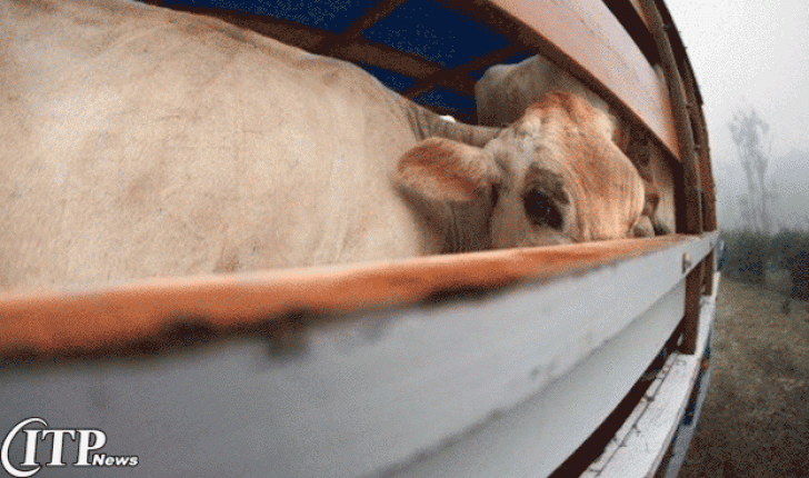 احتمال از سرگیری واردات گوشت گاو در ایران 