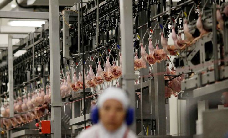 برنامه ریزی بلاروس برای شروع صادرات مرغ به چین 