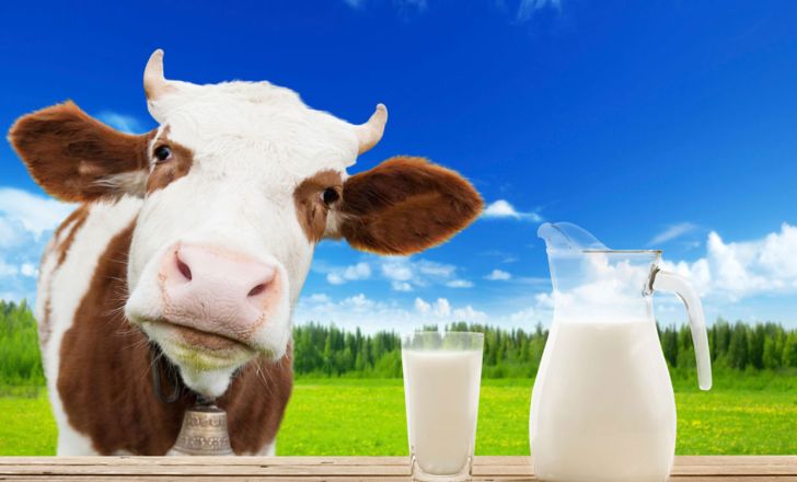 خراسان رضوی سومین تولیدکننده شیر در کشور