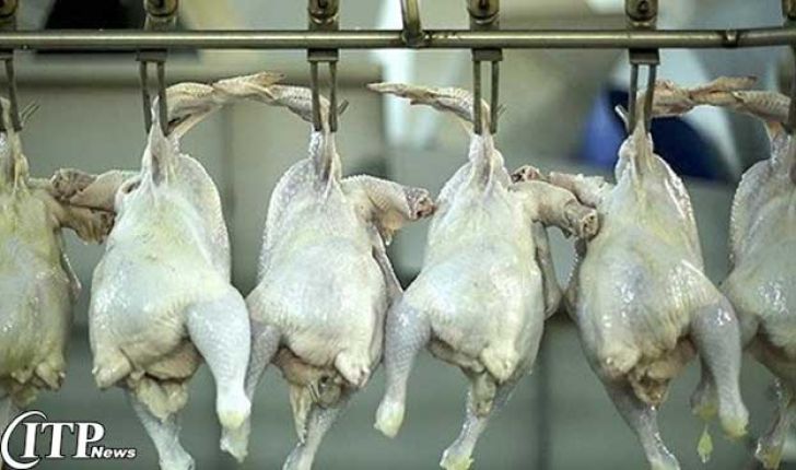 اجرای طرح اصلاح وزن کشتار مرغ در قم