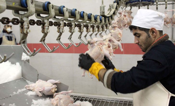 کشتارگاه‌های صنعتی طیور به دستگاه‌ تخلیه شکم مرغ مجهز می‌شوند