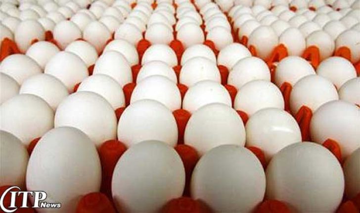 تولید تخم مرغ در آسیا 388 درصد افزایش یافت