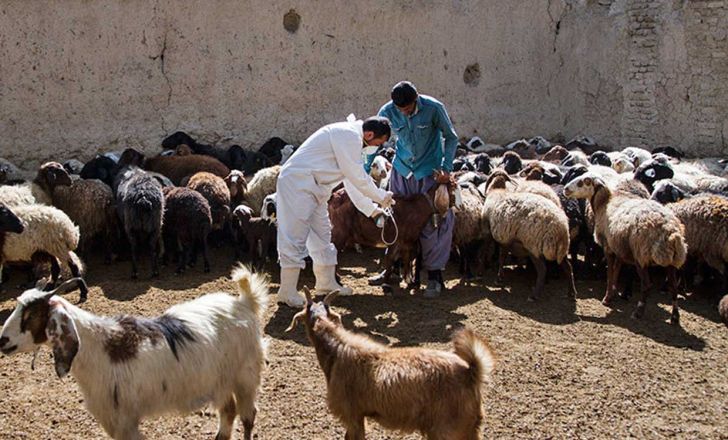 واکسیناسیون 240 هزار راس دام در استان قزوین علیه بیماری تب برفکی