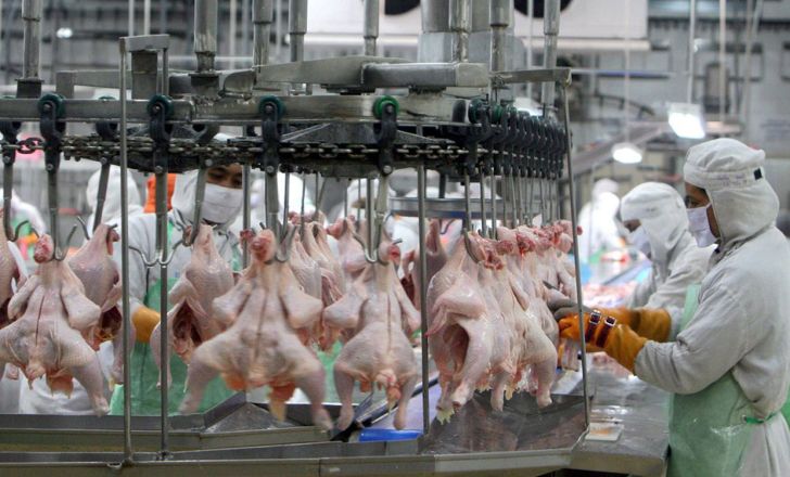 شرکت پشتیبانی امور دام کشور قیمت خرید مرغ را افزایش داد