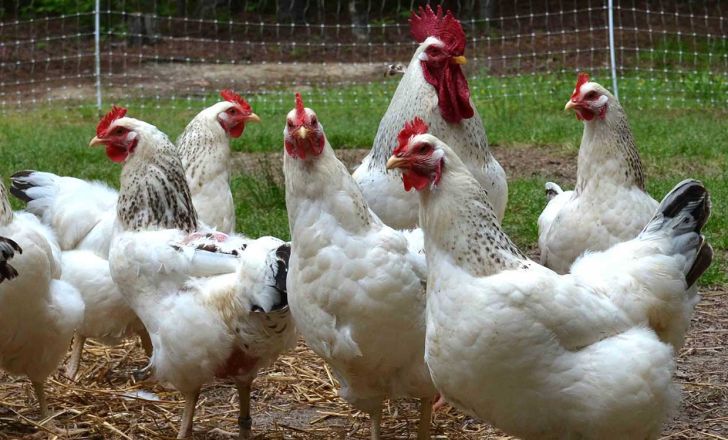 نکاتی در مورد کنترل جوندگان در محل نگهداری از مرغ های گوشتی