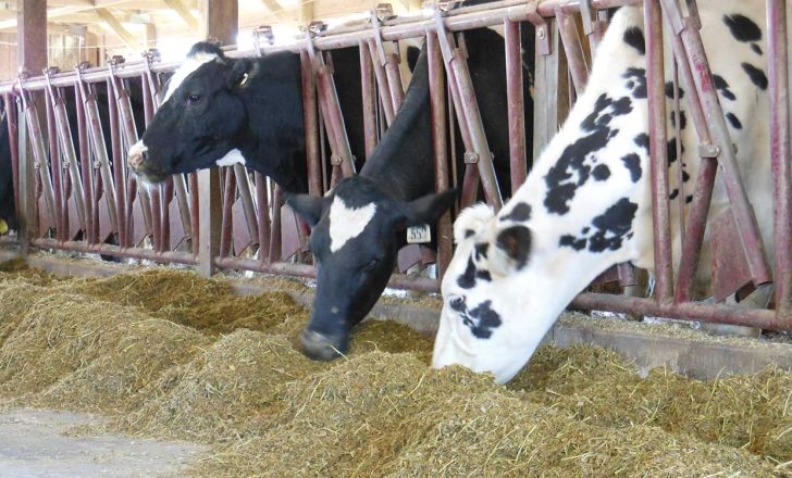 علوفه های زمستانی : کاهش هزینه ها  و افزایش وزن گاوها 
