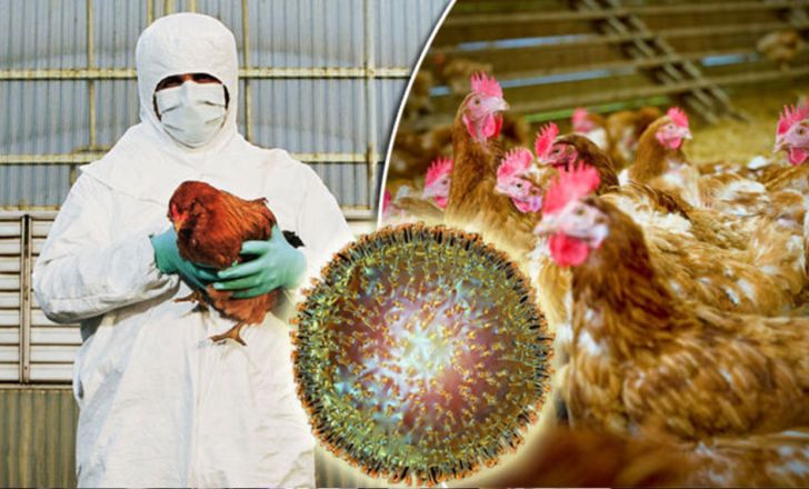 ویروس آنفلوآنزای فوق حاد پرندگان برای نخستین بار وارد کشور شد