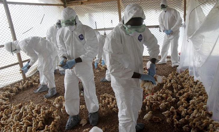  آنفلوانزای مرغی از چه راه هایی منتقل می شود؟