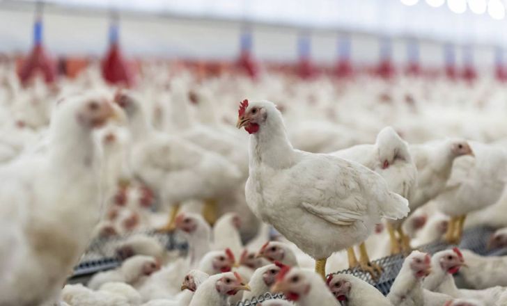 اردبیل ظرفیت تولید و عرضه ۴۳ هزار تن گوشت مرغ را دارد