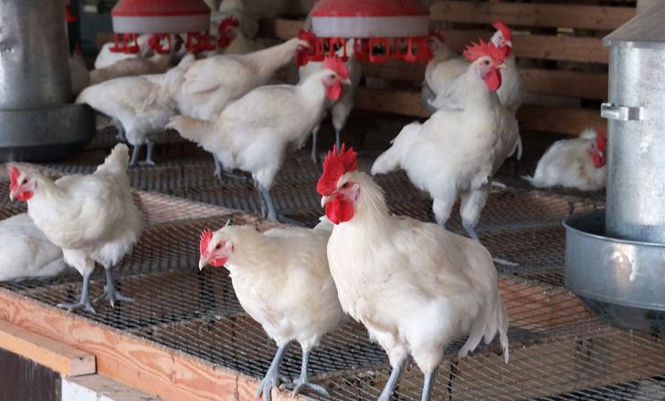 صنعت مرغ رو به سوی ورشکستگی است