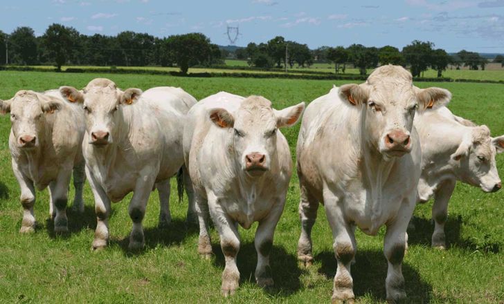 واردات گوساله نژاد شارله برای تکمیل زنجیره تولید گوشت قرمز کشور