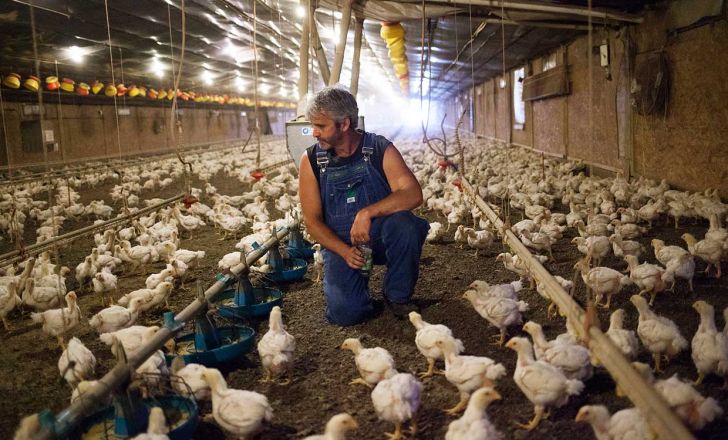 تولیدکنندگان برای هر کیلو گرم مرغ 500 تومان ضرر می دهند
