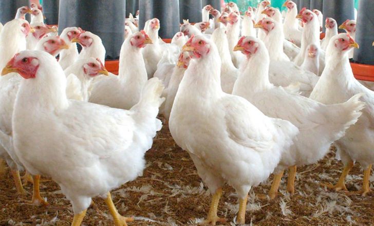 امسال آنفلونزای پرندگان در آذربایجان غربی مشاهده نشده است