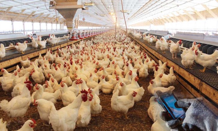 ۷۲۳ مرغداری گوشتی در آذربایجان‌غربی فعالیت دارند