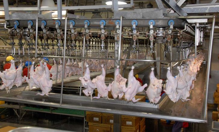۲۰ هزار تن گوشت مرغ در چهارمحال و بختیاری تولید می شود