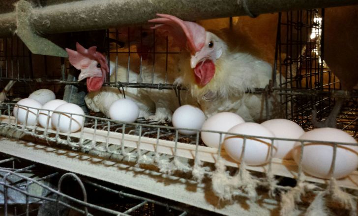 مرغ و تخم مرغ به میزان کافی برای عرضه در قزوین موجود است