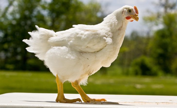  کاهش ۲۰۰ تومانی نرخ مرغ