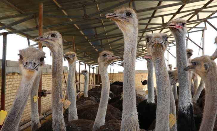 70 درصد گوشت شتر مرغ تولیدی در خراسان جنوبی صادر می شود