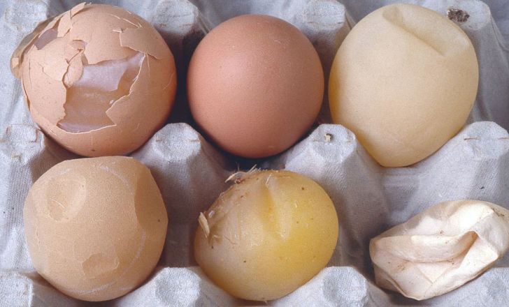 چگونه غذای مرغ ها، بر کیفیت پوسته تخم مرغ آنها تاثیر می گذارد؟