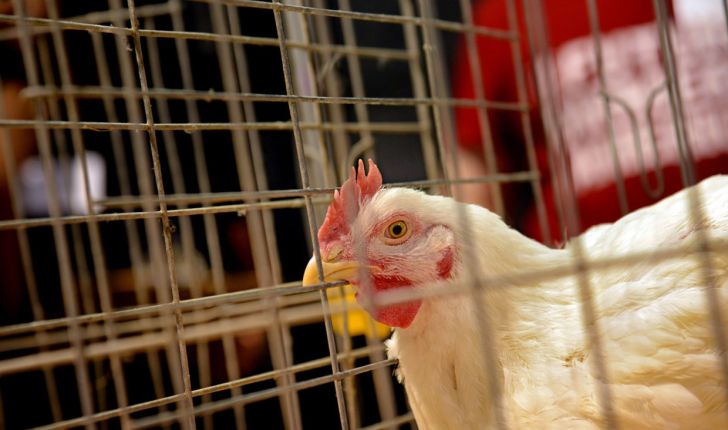 وضعیت صنعت مرغ گوشتی کشور بحرانی شد 