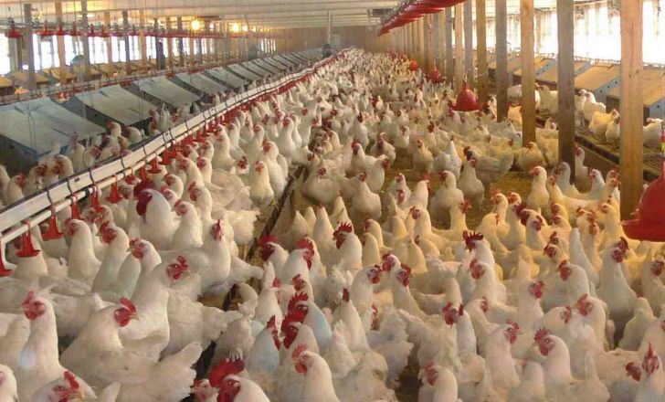 صدور مجوز ایجاد مرغ اجداد در خراسان شمالی