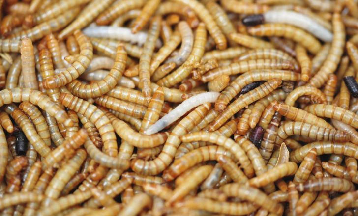 مطالعه امکان تداوم خوراک دهی با لارو حشرات