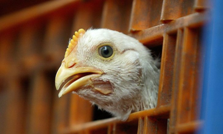 آقای جهانگیری، جلوی بحران در تولید مرغ را بگیرید 