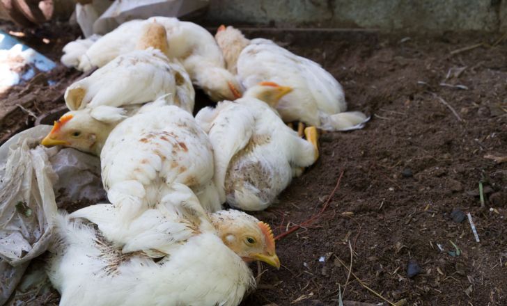 صدور مجوز واردات ۵۰ هزار تن گوشت مرغ گرم