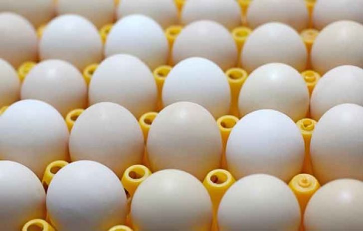 واردات تخم مرغ تا 2 هفته دیگر قیمت ها را متعادل می کند
