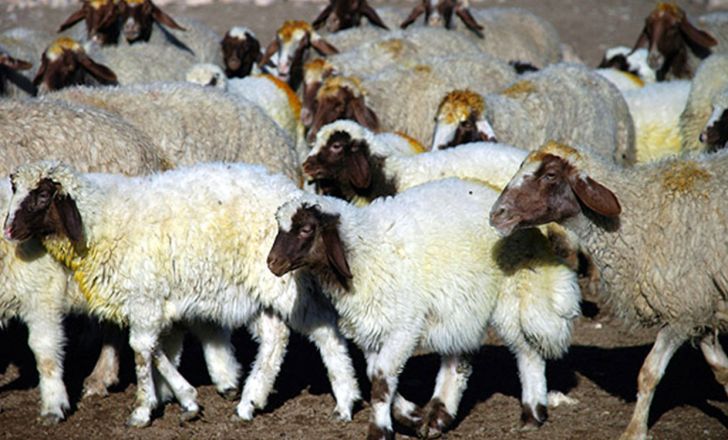 گوسفند نژاد سنجابی، نژاد برتر ایران در تولید گوشت است