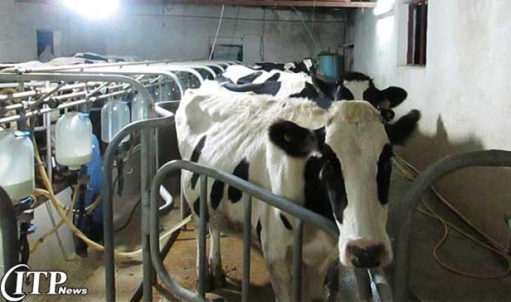 آغاز کشتار گاوهای شیری کشور