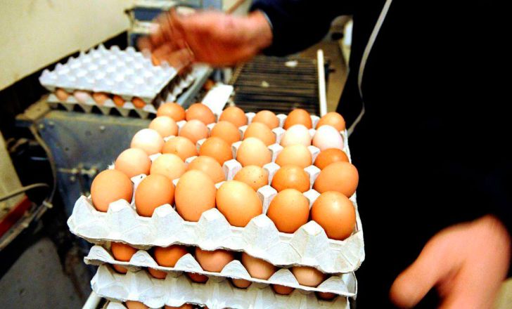 واردات تخم مرغ تا ۶ ماه دیگر باید ادامه پیدا کند