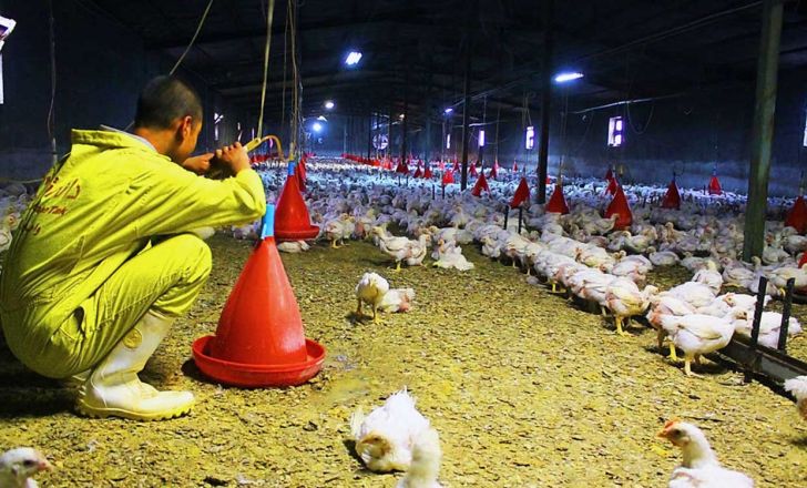 ثبات ۴ ساله قیمت مرغ، تولیدکنندگان را ورشکست کرد
