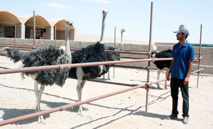 فعالیت 7 واحد صنعتی پرورش شتر مرغ در سیستان و بلوچستان
