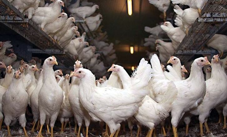 تولید و بازار تخم مرغ در ایران