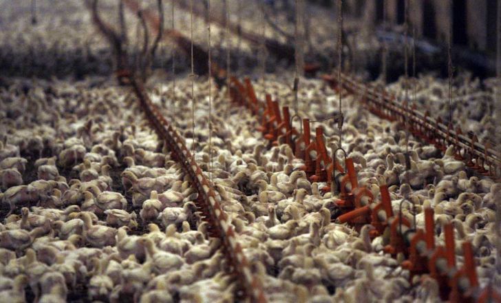 سیر صعودی تولید گوشت مرغ در خوزستان