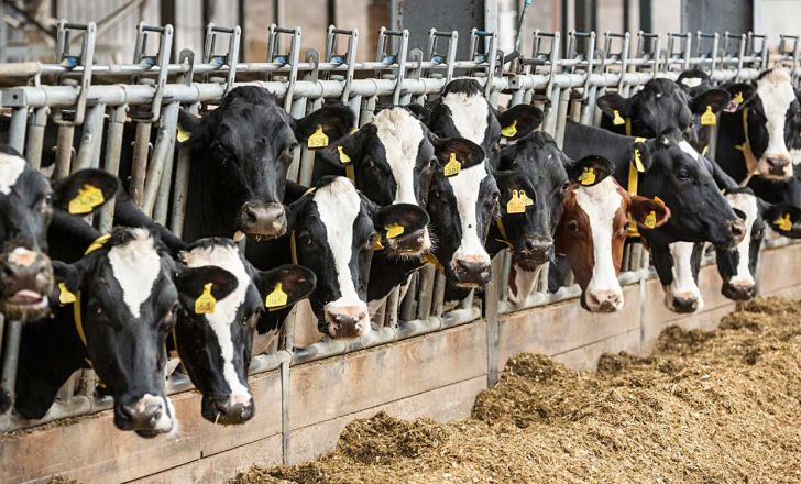 زنگ خطر نابودی صنعت شیر و گوشت کشور به صدا درآمد