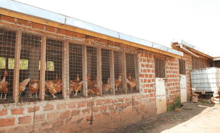 کاهش توان تولید تخم مرغ با افزایش قیمت نهاده های دامی 