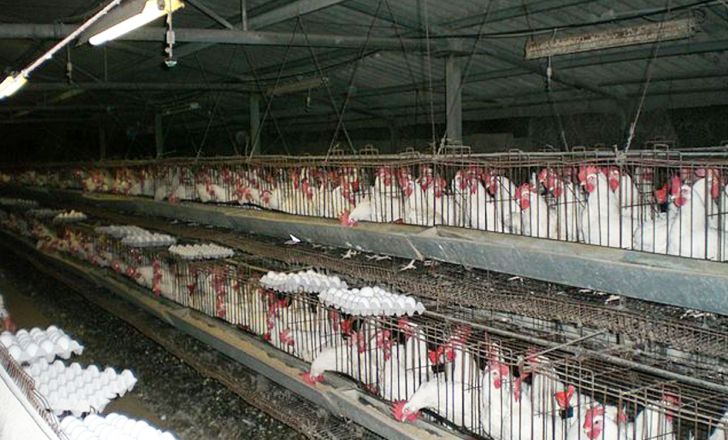 افزایش۳۵درصدی هزینه تولیدتخم مرغ