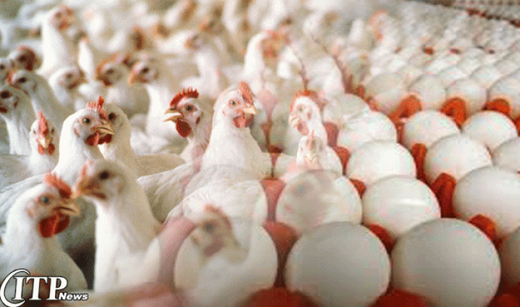 صدور مجوز برای صادرات محصولات مرغداری اوکراینی به عربستان سعودی  