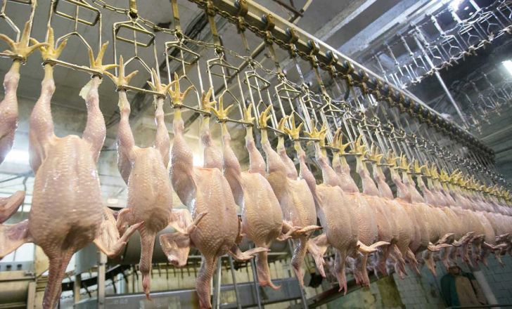 ۶۲ هزار تن گوشت مرغ در مرغداری های استان قزوین تولید می شود